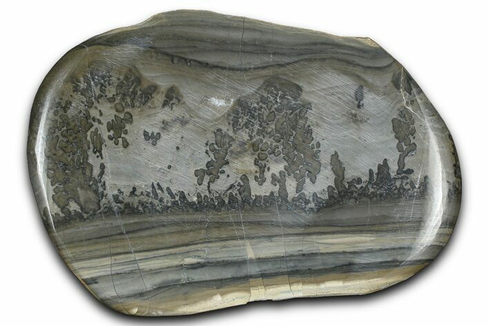 Triassic Aged Stromatolite Fossil - England #365722